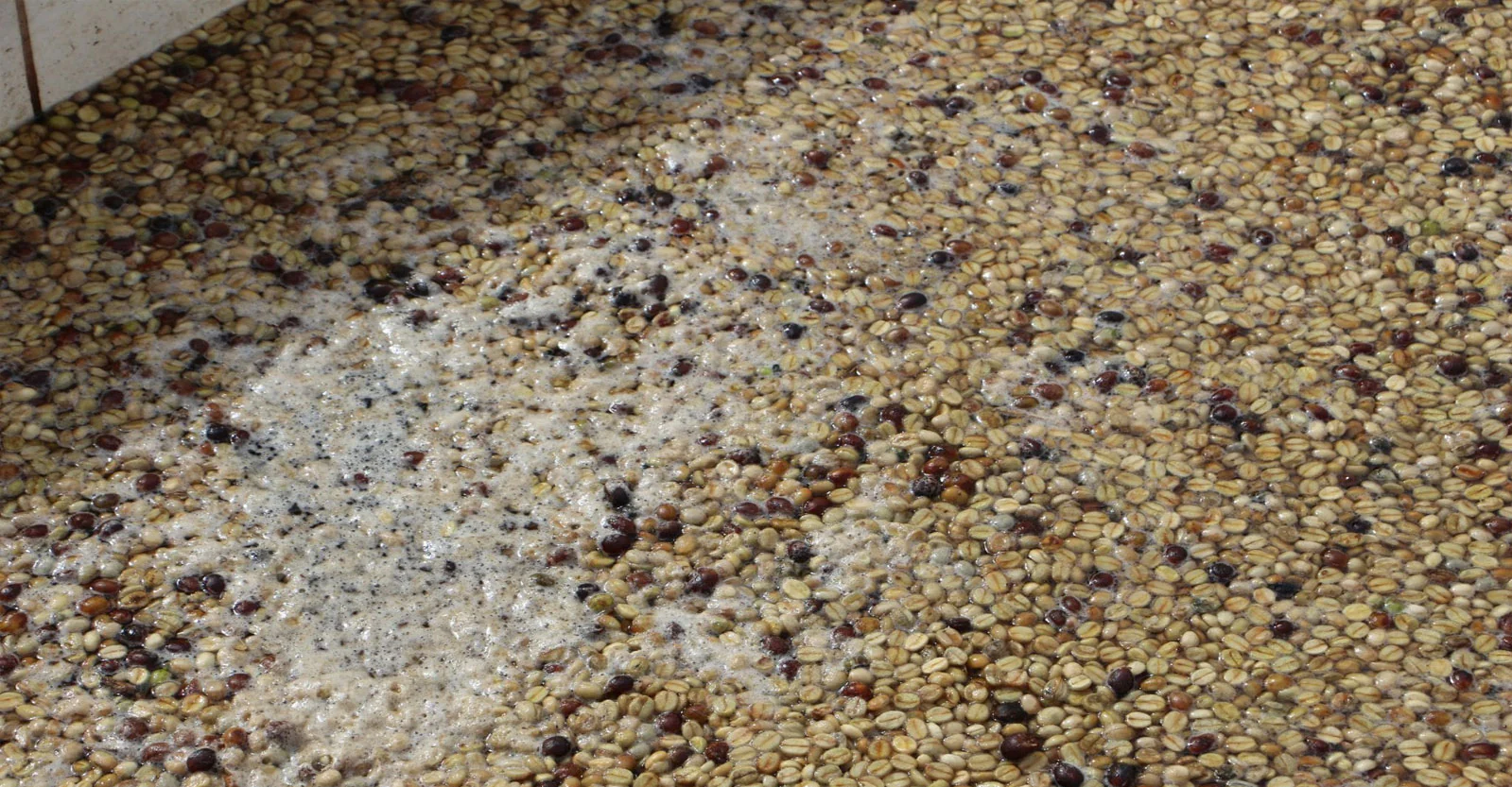 Kopi Fermentasi Jadi Incaran Pecinta Specialty Coffee Indonesia