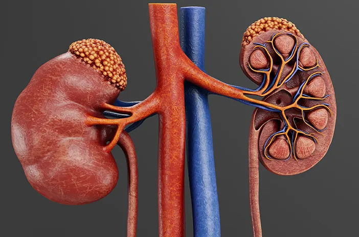 Organ Vital Ginjal Yang Wajib Di Rawat