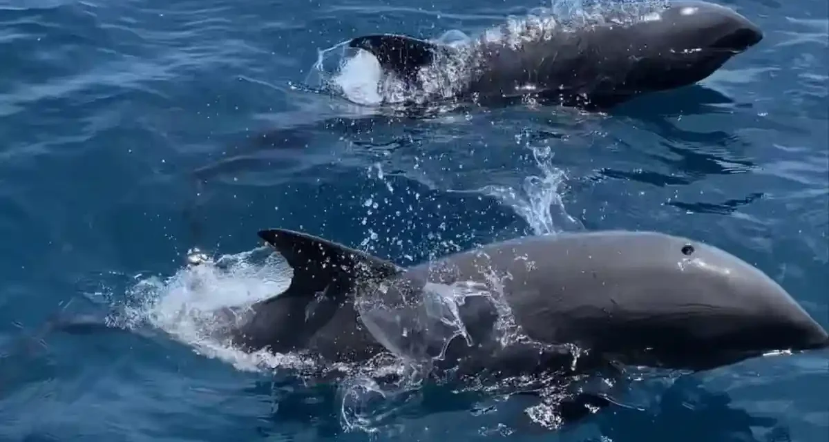 Wisata Lumba Lumba Di Keindahan Banda Neira