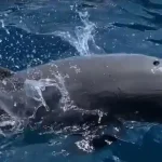 Wisata Lumba Lumba Di Keindahan Banda Neira