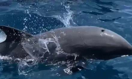 Wisata Lumba Lumba Di Keindahan Banda Neira