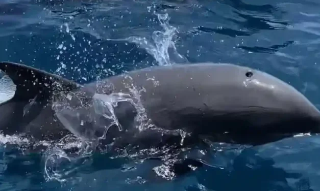 Wisata Lumba Lumba Di Keindahan Banda Neira