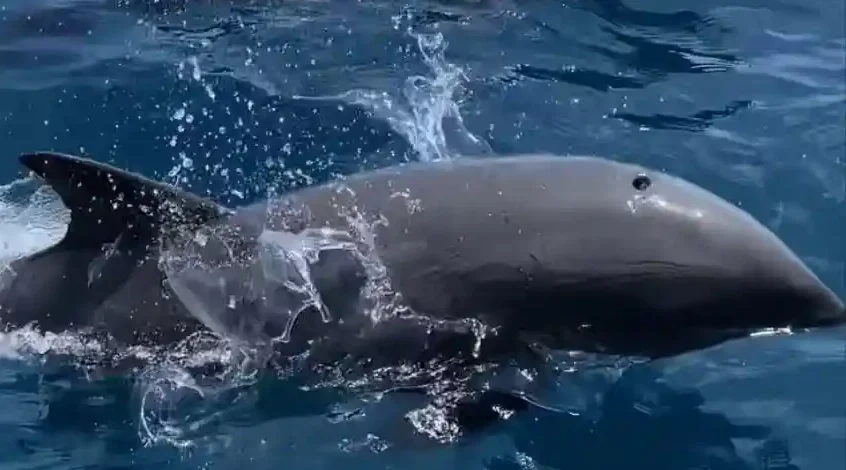 Wisata Lumba Lumba Di Keindahan Banda Neira