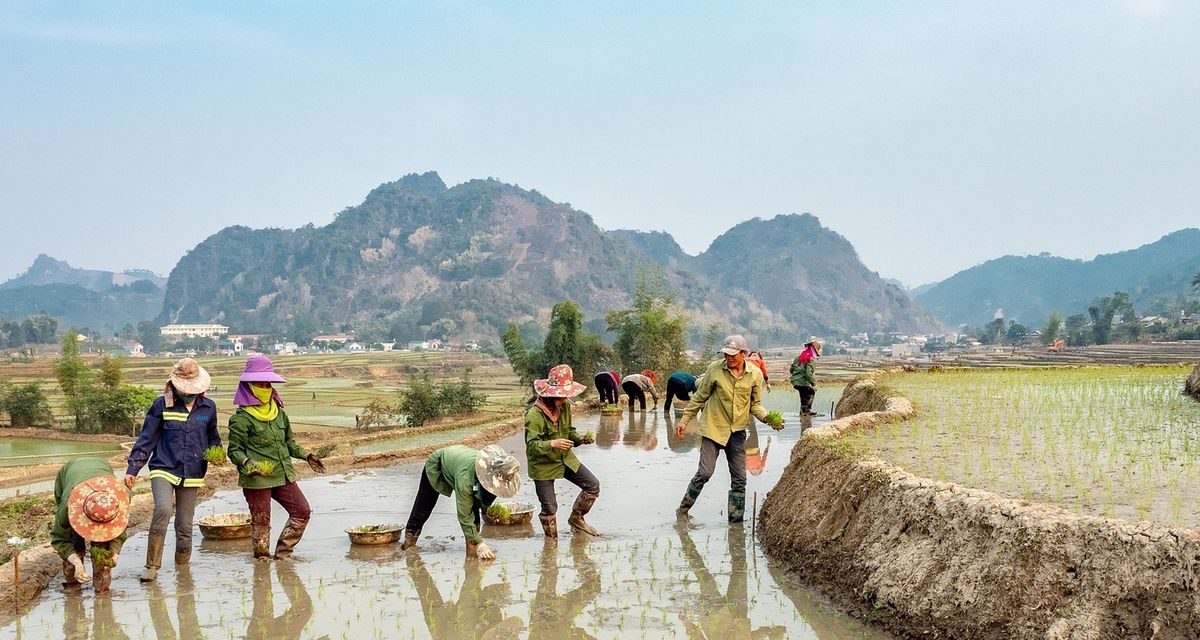 Indonesia Krisis Air: Pertanian Kuras 74% Stok Air Tawar