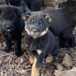 Pengadopsian Hewan Yang Di Luaran Atau Terlantar