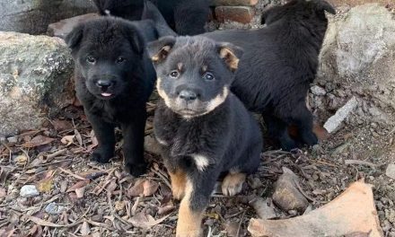 Pengadopsian Hewan Yang Di Luaran Atau Terlantar