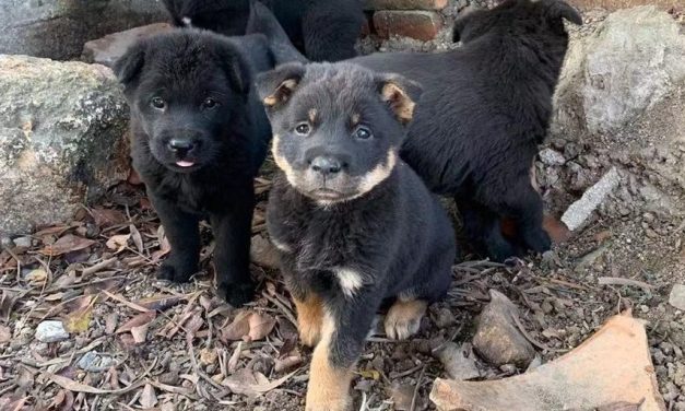 Pengadopsian Hewan Yang Di Luaran Atau Terlantar