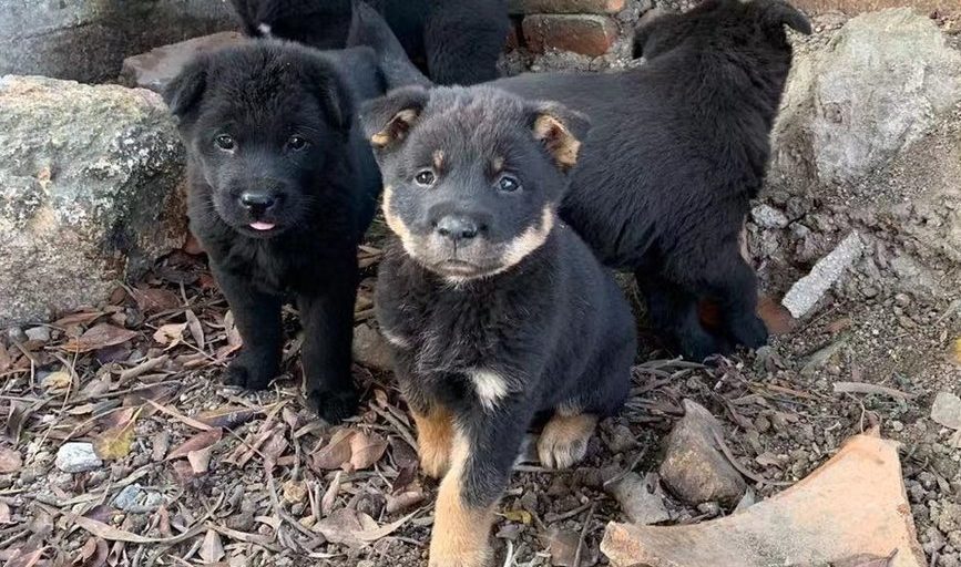 Pengadopsian Hewan Yang Di Luaran Atau Terlantar