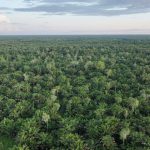 Dana Segar Rp275 Miliar Siap Sulap Hutan Indonesia Jadi Hijau