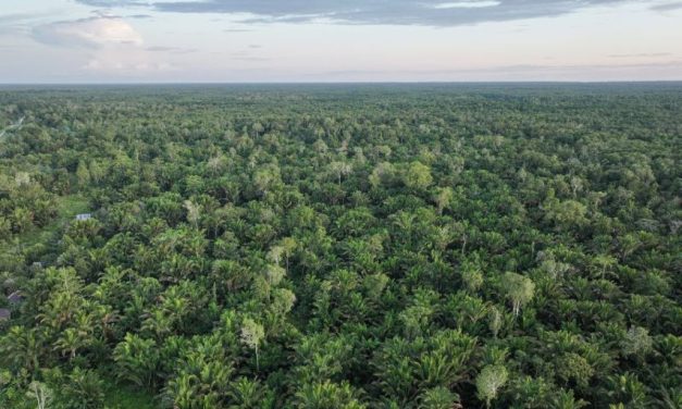 Dana Segar Rp275 Miliar Siap Sulap Hutan Indonesia Jadi Hijau
