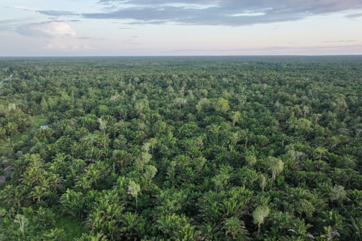 Dana Segar Rp275 Miliar Siap Sulap Hutan Indonesia Jadi Hijau