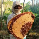 Tips Sehat Praktis: Rutin Minum Madu Hutan