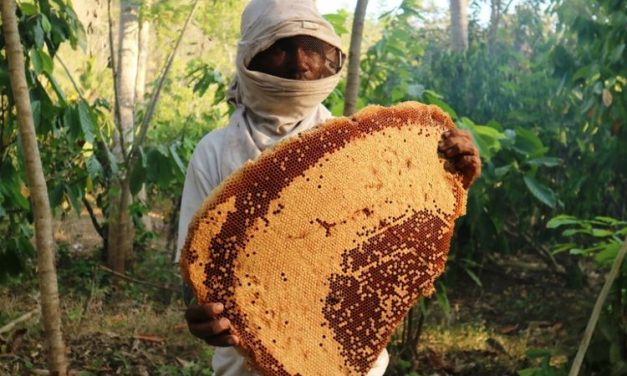 Tips Sehat Praktis: Rutin Minum Madu Hutan