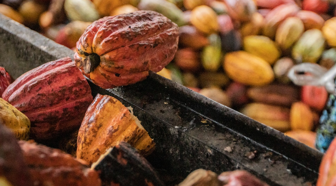 Intip Lumbung Cokelat Terbesar Di Indonesia