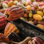 Intip Lumbung Cokelat Terbesar Di Indonesia