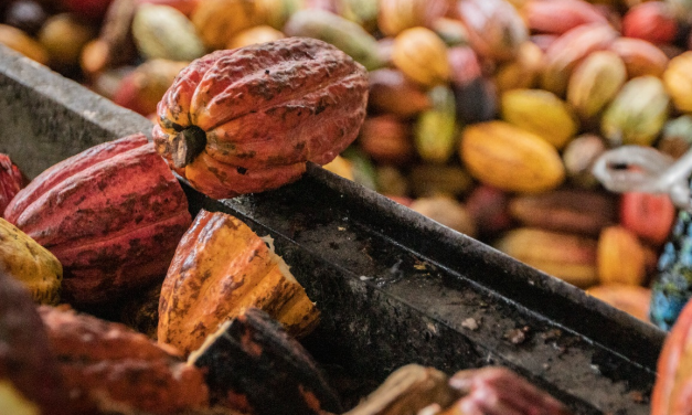 Intip Lumbung Cokelat Terbesar Di Indonesia