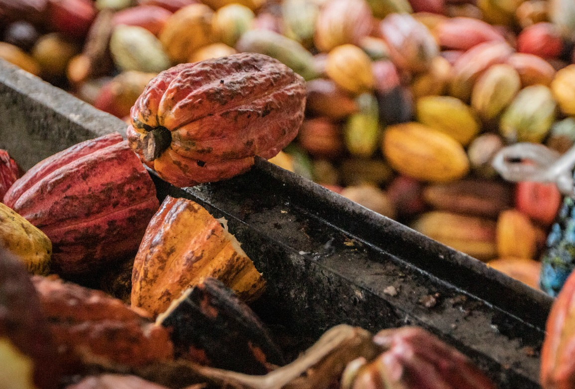 Intip Lumbung Cokelat Terbesar Di Indonesia