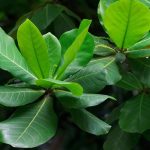 3 Daun Herbal Yang Bisa Usir Gatal Di Kulit