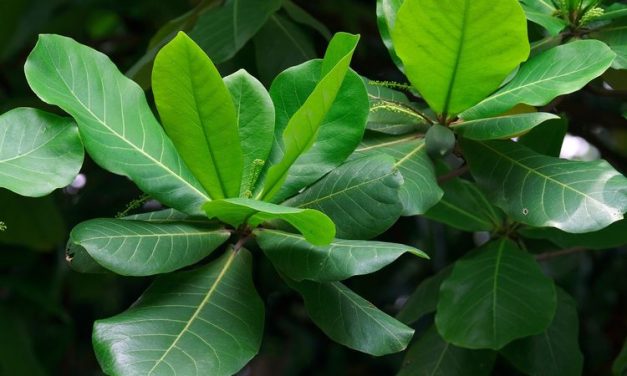3 Daun Herbal Yang Bisa Usir Gatal Di Kulit