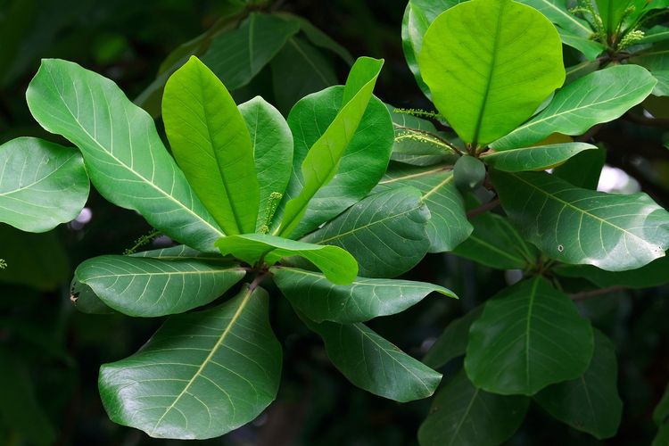 3 Daun Herbal Yang Bisa Usir Gatal Di Kulit