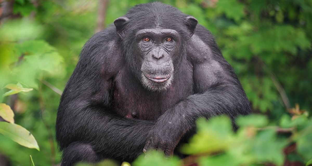 Ternyata Begini! Fakta Baru Evolusi Primata Terungkap