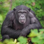 Ternyata Begini! Fakta Baru Evolusi Primata Terungkap