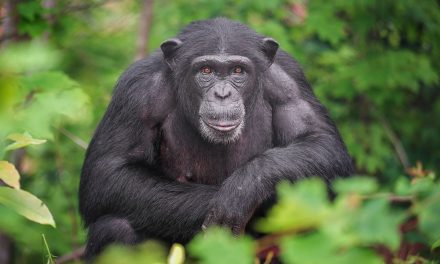 Ternyata Begini! Fakta Baru Evolusi Primata Terungkap