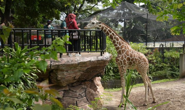 Gak Bakal Nyesel! Kebun Binatang Di Jabar Ini Kece Banget