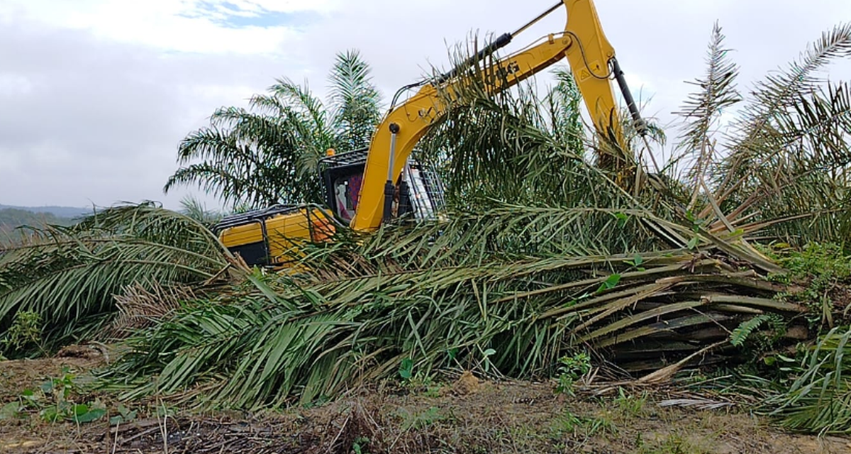 Tesso Nilo Kritis! Pemerintah Gagap Hadapi Mafia Sawit