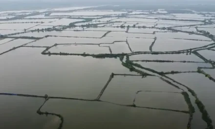 Tuban Banjir! 609 Hektar Lahan Pertanian Terendam
