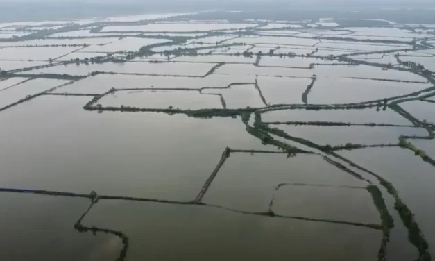 Tuban Banjir! 609 Hektar Lahan Pertanian Terendam