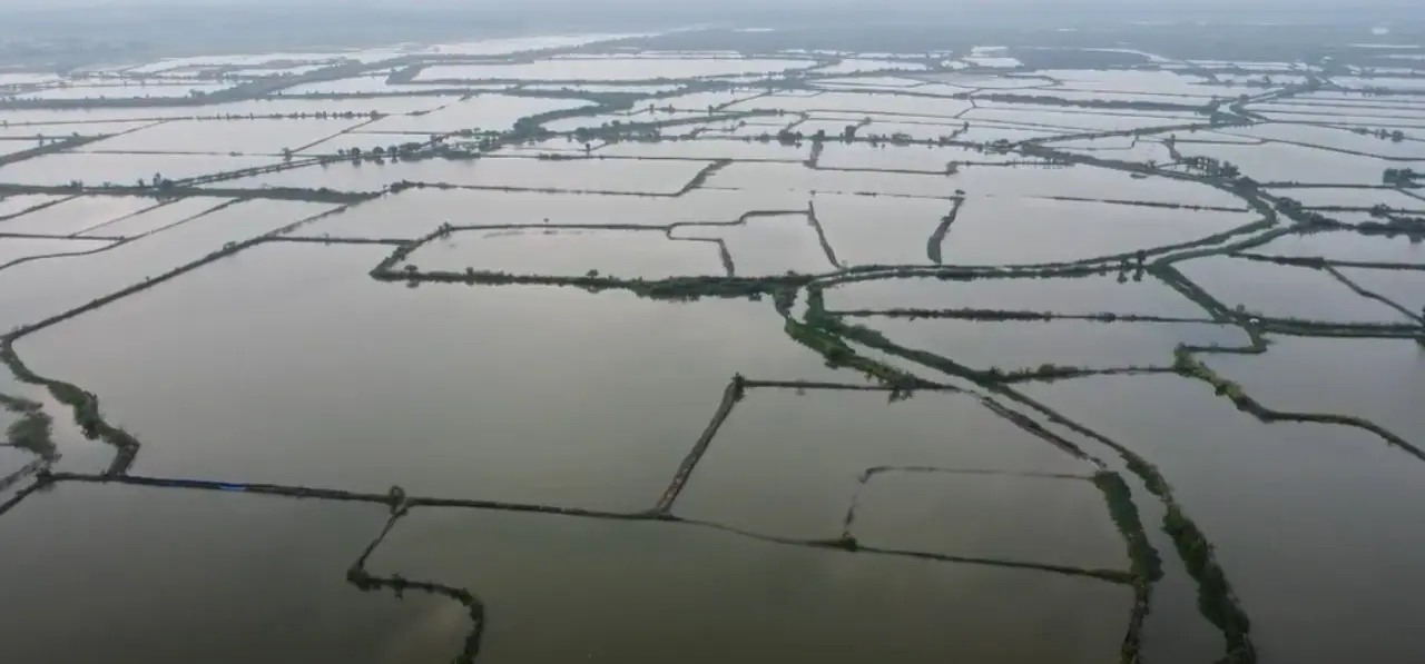 Tuban Banjir! 609 Hektar Lahan Pertanian Terendam